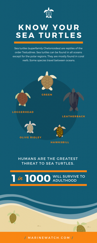 Infographic Courses Belize8